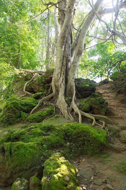 Vieil arbre dans le parc