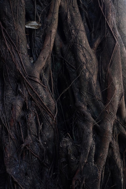 Vieil arbre géant dans la forêt tropicale humide en gros plan