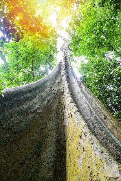 Photo vieil arbre grand arbre ficus albipila sur la forêt naturelle, grand tronc d'arbre