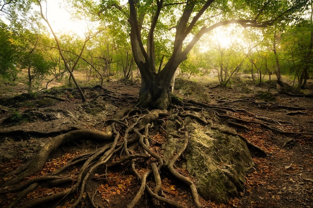 Vieil arbre avec de grandes racines dans une forêt ensoleillée