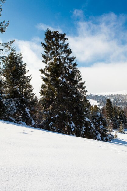 Le vieil arbre en hiver