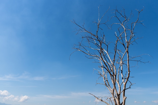 Vieil arbre mort avec fond de ciel bleu avec espace de copie