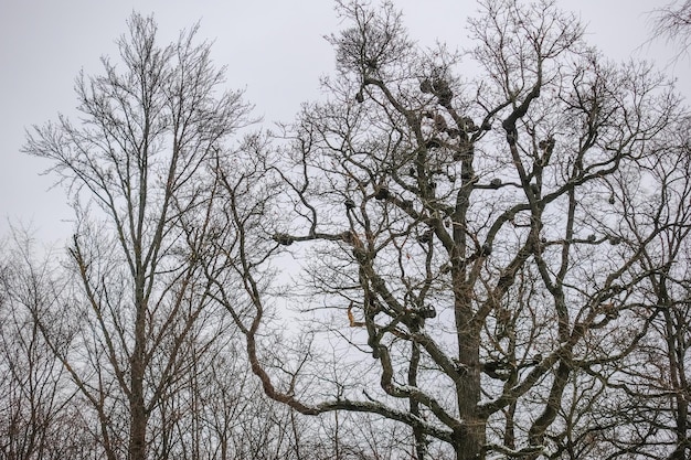 Vieil arbre noueux avec beaucoup de boules pendant la randonnée en hiver