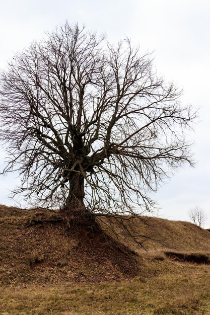 Vieil arbre nu avec de puissantes racines nues par temps nuageux