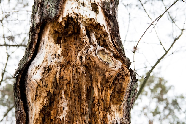 Vieil arbre pourri dans la forêt image en gros plan