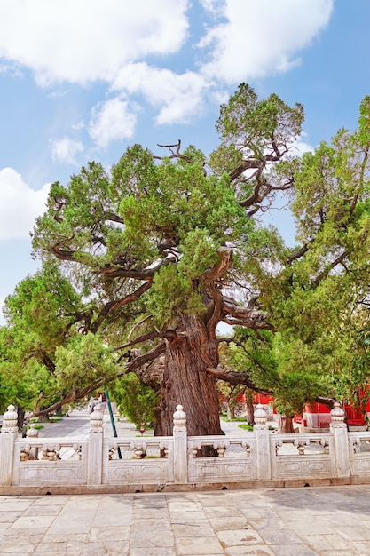 Vieil arbre près du temple de Confucius à Pékin - le deuxième plus grand temple confucéen de Chine. Pékin.