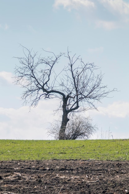 Vieil arbre sans feuilles debout sur un champ