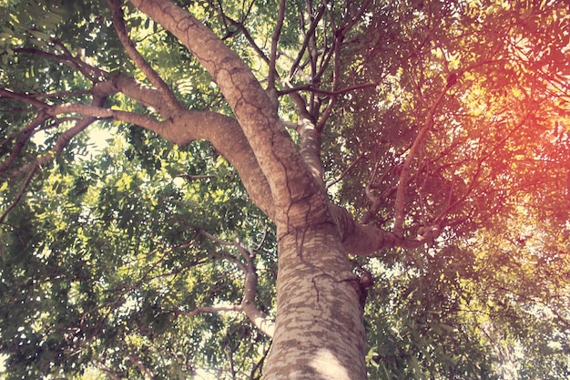 Le vieil arbre