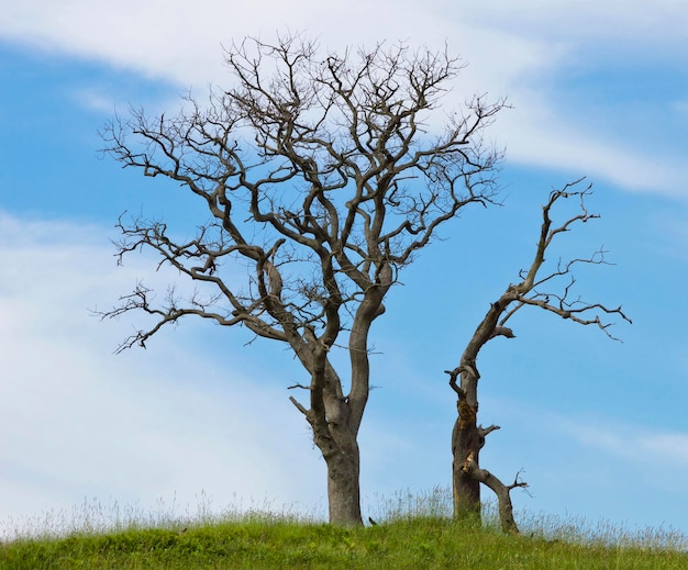 Vieil arbre