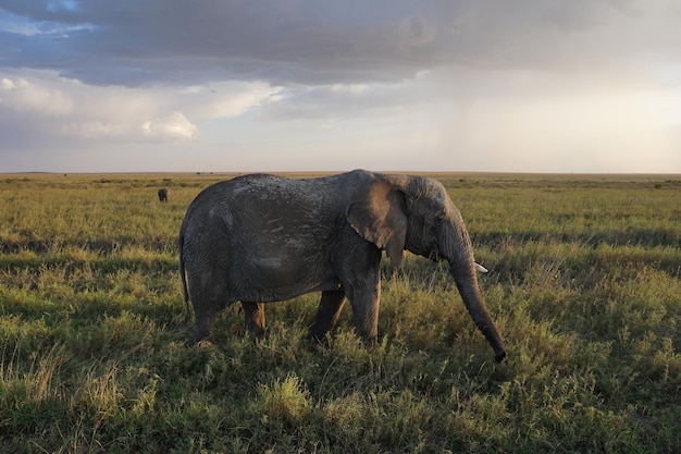 Vieil éléphant marchant vers le coucher du soleil