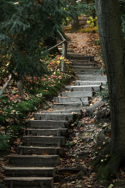 Vieil escalier en bois dans la forêt.