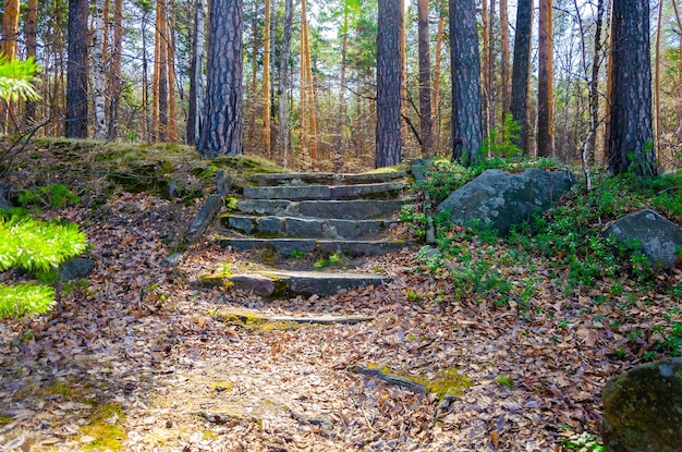 Un vieil escalier en pierre dans la forêt en automne.