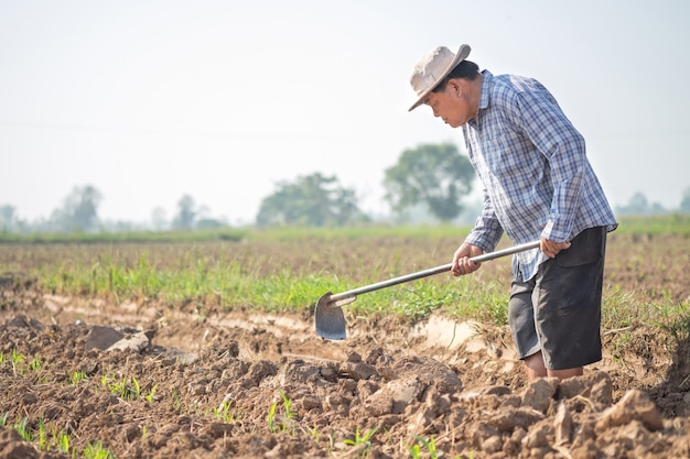 Vieil homme asiatique pelleter le sol avec une houe dans le champ de maïs