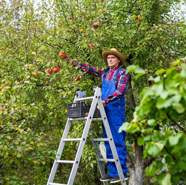 Vieil homme debout sur l'échelle dans son jardin prêt à récolter les fruits mûrs de l'arbre Photo pleine longueur d'un agriculteur en uniforme à son travail