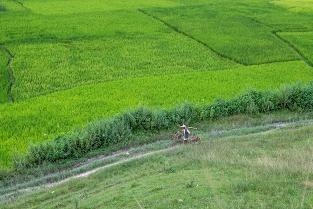 Un vieil homme portant des herbes sèches sur son épaule depuis la rizière