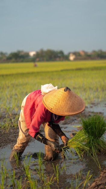 Vieille agricultrice plantant du riz