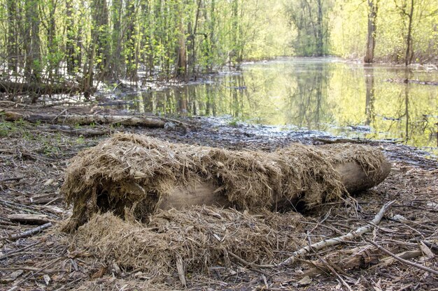 Photo une vieille bûche aux beaux jours dans la profonde forêtbanque d'un étang