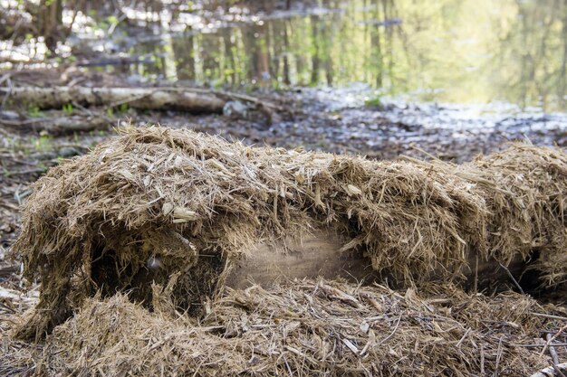 Une vieille bûche aux beaux jours dans la profonde forêtBanque d'un étang