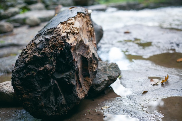 vieille bûche humide après la pluie