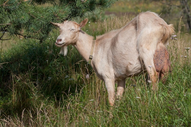 Une vieille chèvre avec un gros pis mange des aiguilles de pin