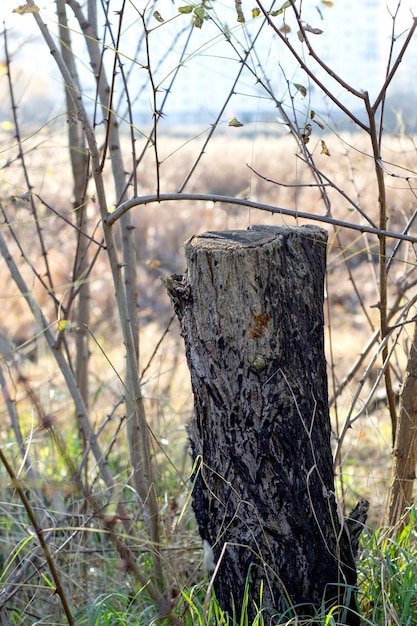 Vieille Clôture Abandonnée Effrayante Près D'un Arbre Et D'un Fil Brûlés Par Une Maison En Ruine