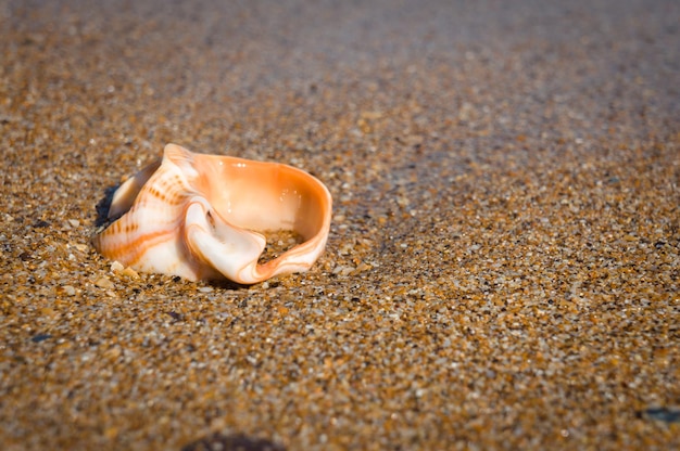 Une vieille coquille d'un rapana sur le sable humide de la marée