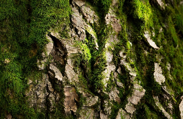 Vieille écorce d'arbre avec une mousse verte