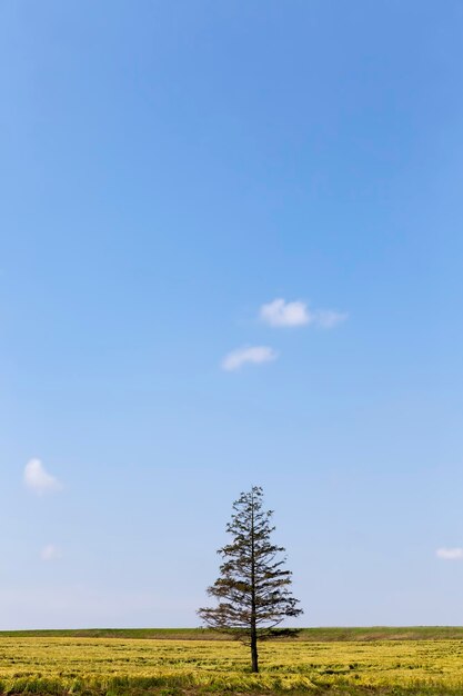 Une vieille épinette dans le domaine