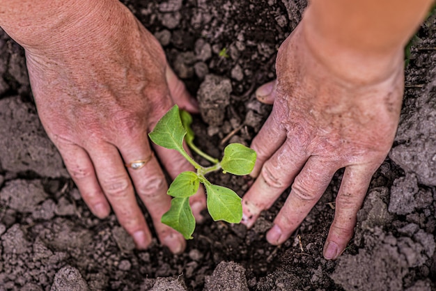 Vieille femme plante de jeunes plantes dans le village