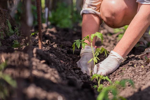 Une vieille femme plante des plants de tomates dans son jardin