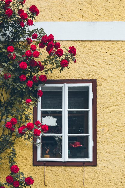 Vieille fenêtre dans la maison avec des murs jaunes grimpant sur l'espace de copie de décoration de roses rouges