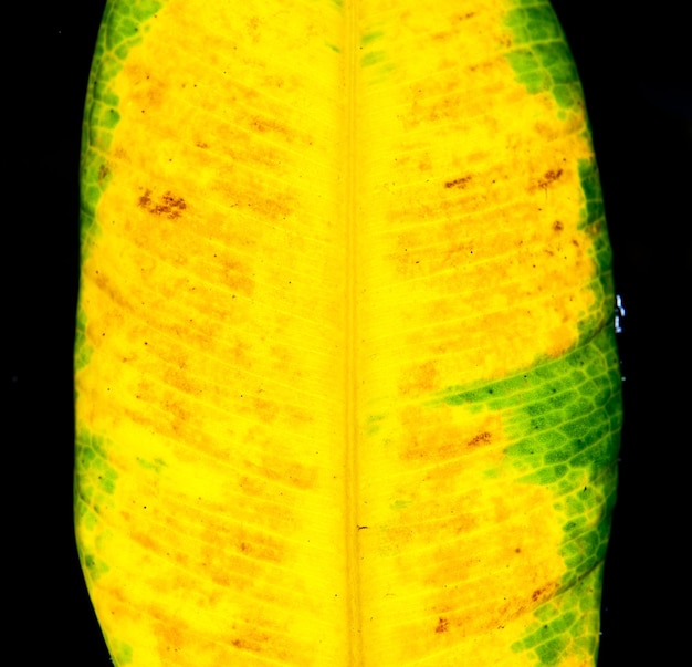 Vieille feuille jaune avec une bonne texture