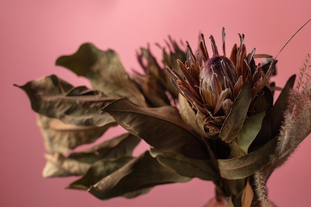 Vieille fleur séchée sur fond rose