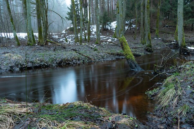 Vieille forêt dans le marais Des troncs d'arbres épais recouverts de mousse Par endroits sur l'herbe se trouve de la neige sale