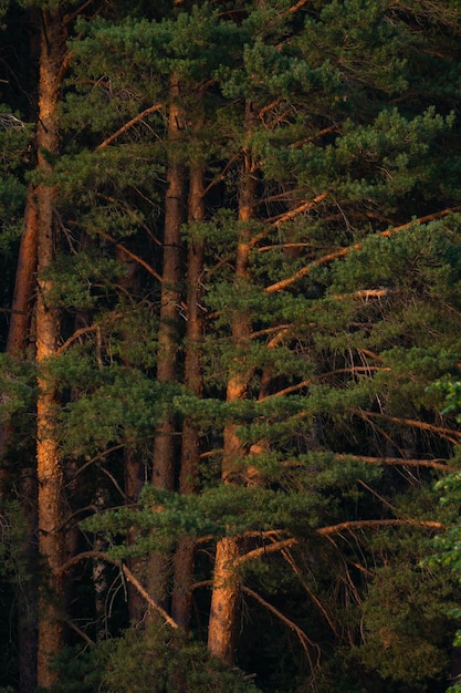 vieille forêt de pins sur la haute rive sablonneuse de la rivière, conifères