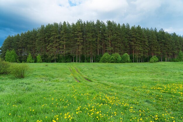 vieille forêt de pins sur la haute rive sablonneuse de la rivière conifères