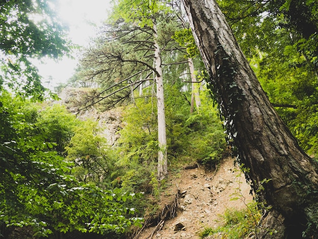 vieille forêt de pins sombre pour le fond et le texte