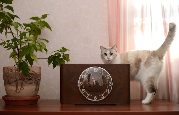 Vieille horloge vintage dans une caisse en bois avec un couvercle en verre debout sur une surface en bois à côté du pot d'une fleur en pot et d'un chat drôle
