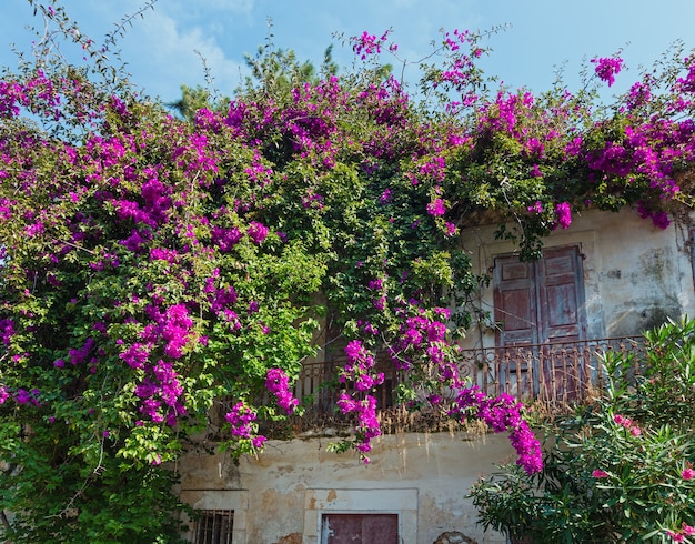 Vieille maison avec arbre en fleurs sur le toit