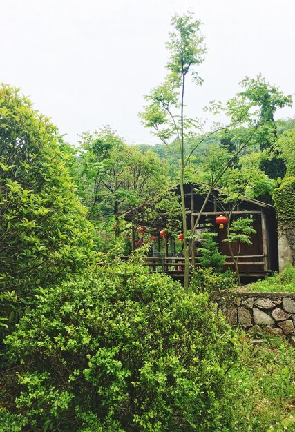 Vieille maison au milieu des arbres contre un ciel clair