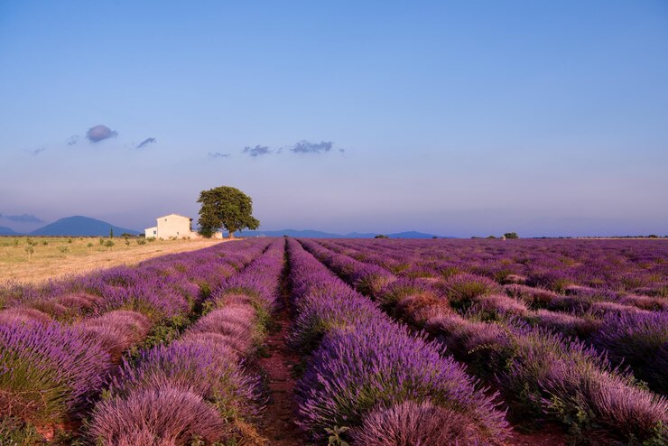 Photo vieille maison en brique et arbre solitaire au champ de lavande en été fleurs aromatiques violettes près de valensole en provence france