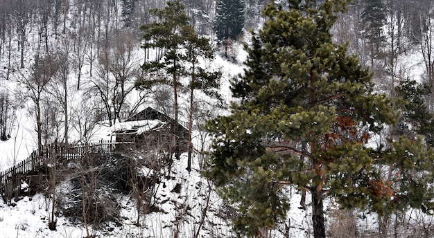 Une vieille maison près des pins