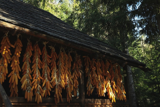 Vieille maison ukrainienne avec têtes de maïs en forêt