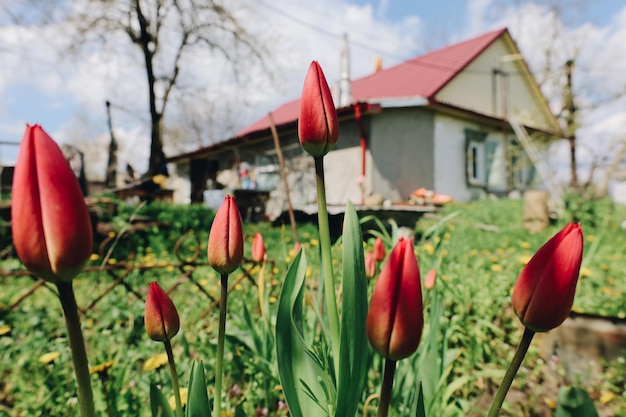 Photo vieille maison de village avec toit rouge et bourgeons de tulipes belle vie simple à la banlieue de l'ukraine