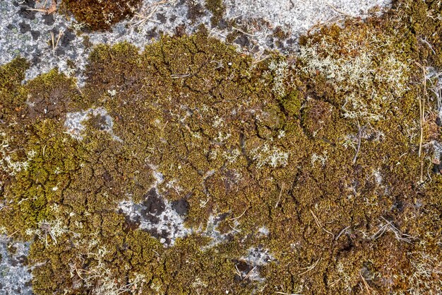 Vieille mousse fissurée sur un mur rocheux de granit à l'extérieur Surface texturée naturelle