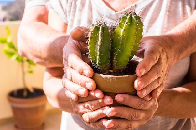 Vieille paire de mains à la retraite adulte caucasien prenant une plante vivante verte cactus tropical et lieu de vacances insouciant et aider le concept des gens sympas en plein air