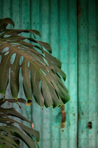 Vieille porte en bois vintage typique monstera deliciosa ceriman ombres et lumières