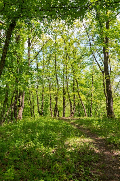 Vieille promenade dans la forêt au printemps ensoleillé après-midi