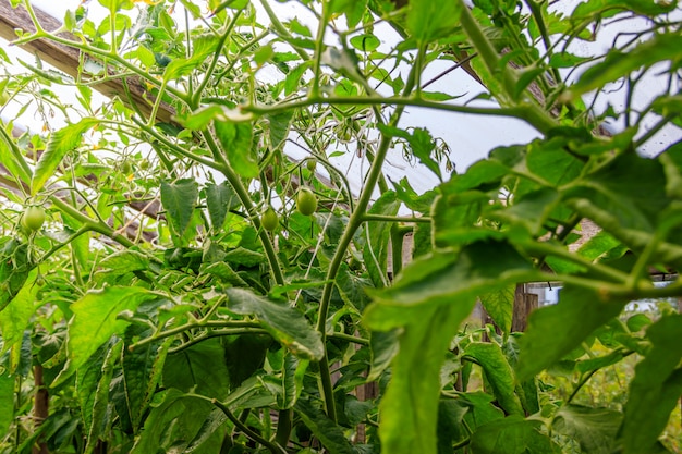 Vieille serre en bois. Ménage. Cultiver et récolter des légumes.