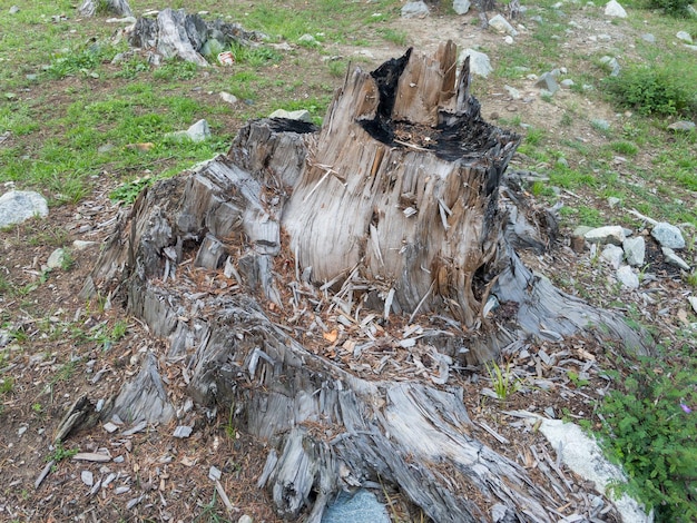 Vieille souche d'arbre après avoir coupé l'arbre deodar dans la forêt